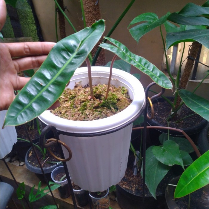 [New] Philodendron Billietiae Ekonomis Diskon