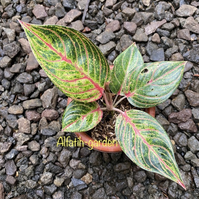 [New] Aglonema Huges Merah Terbatas