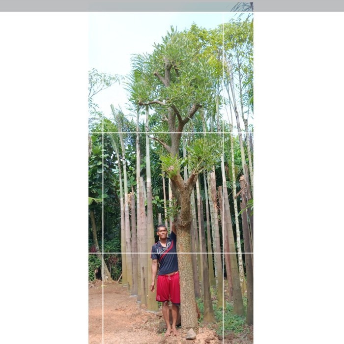 [New] Pohon Tabebuya Bunga Kuning Pohon Super Besar Terbaru