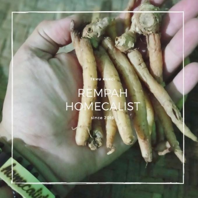 

Termurah Temu Kunci 1kg segar Rempah Bahan Masakan