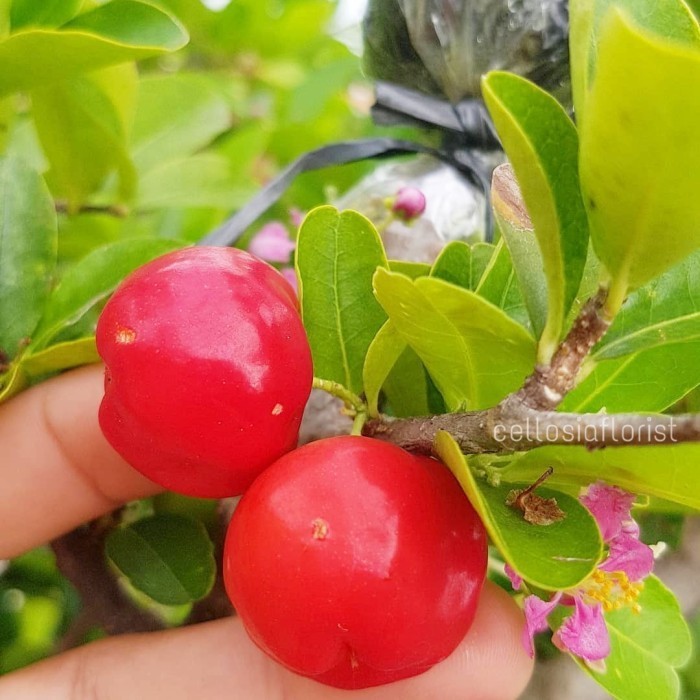 OBRAL TANAMAN Bibit Buah Ceri Barbados / Barbados Chey