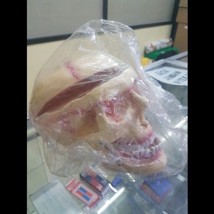 

[Baru] Model Kepala Tengkorak Manusia Terbaru