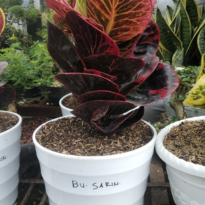 [COD] Puring Apel Impor Busarin Berkualitas