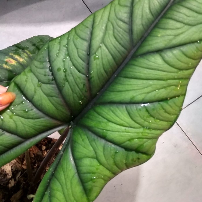 [COD] Tanaman Hias Alocasia Bisma Indukan Unik 4 Helai Daun Limited