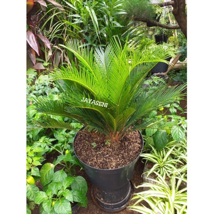 [COD] Tanaman Hias Sikas/Pohon Sikas  Pot Limited