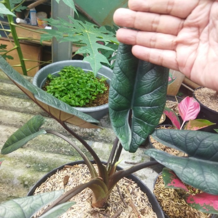 [COD] Alokasia Scalprum Besar Terbaru