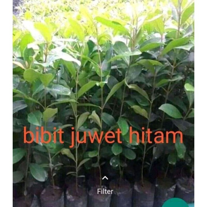 OBRAL TANAMAN bibit juwet hitam beih poho buah di dalam pot tabulampot