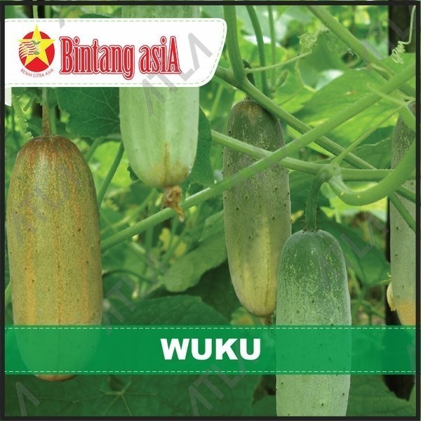 Benih Mentimun Wuku Biji Sayur Timun Bibit Buah Tanaman Bintang Asia VALID