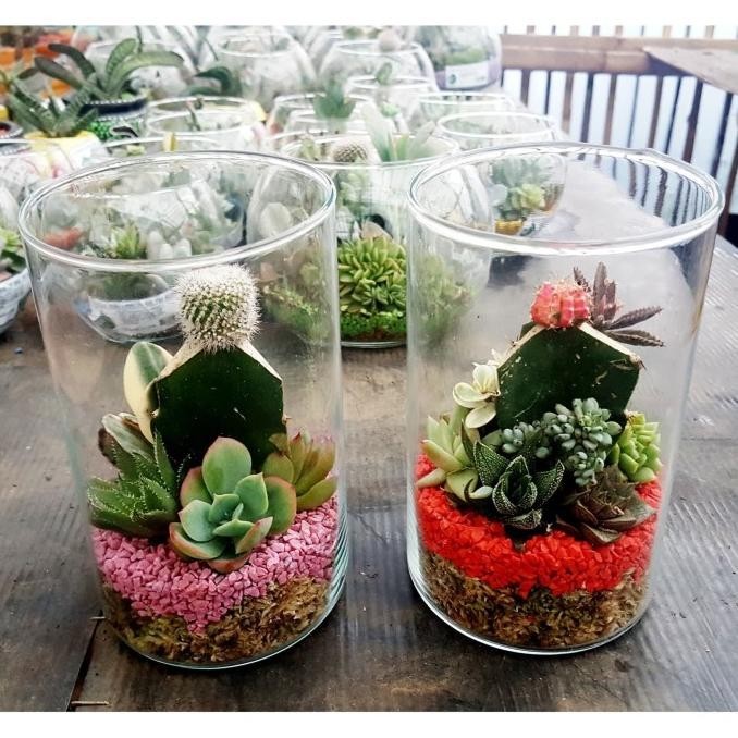 Update Terarium Kaktus Mini Bambu ,.