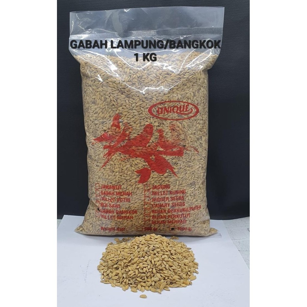 Gabah Bangkok 1 Kg Gabah Lampung