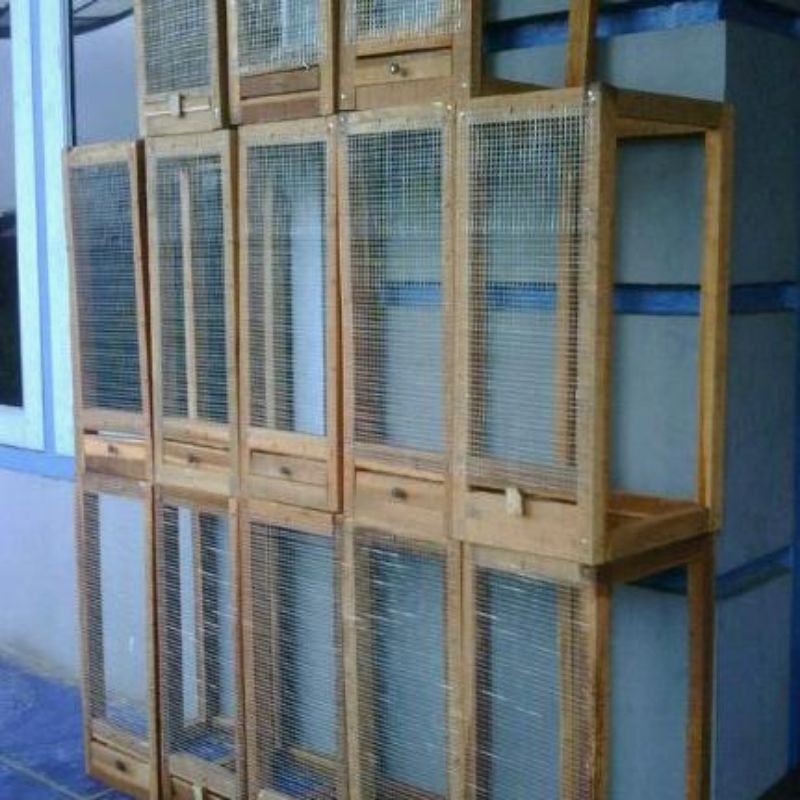 PROMO KANDANG Kandang Tokek Gecko