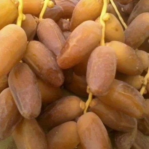 

Kurma Tunisia Tangkai 5Kg