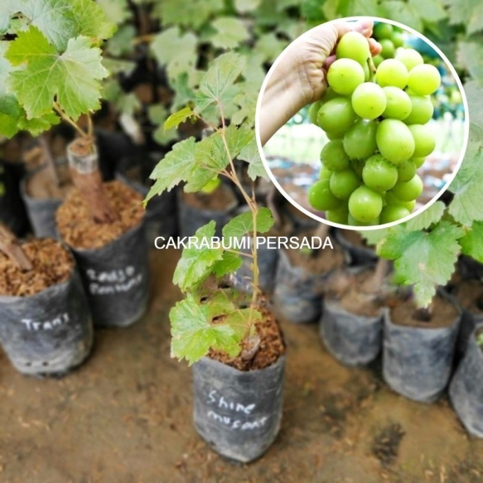 OBBRAALL Bibit Tanaman Buah Anggur Hijau Shine Muscat Impor Jepang