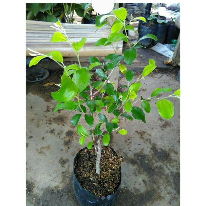 OBBRAALL bibit tanaman buah apel india/apel putsa