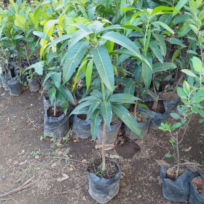 OBBRAALL bibit tanaman buah mangga mahatir 1 meter up okulasi cepat berbuah