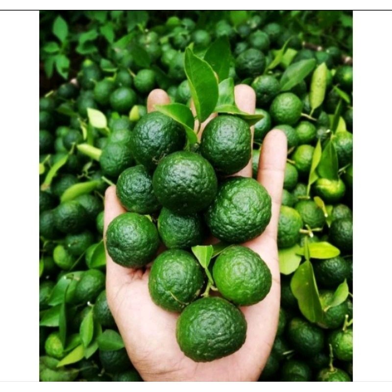 

jeruk limau/jeruk limo/jeruk sambal