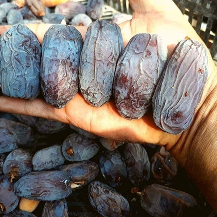 

Kurma - 500Gr Kurma Mejol Curah 500 Gram Korma Medjol Medjool Palestina Segar
