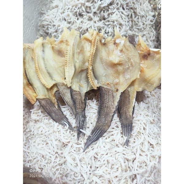 

Ikan Gabus Sedang 500gr JAC