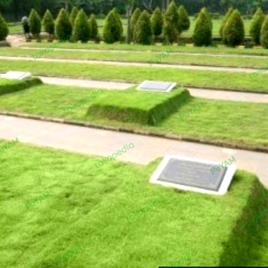 Rumput Jepang utk Makam / utk Kuburan