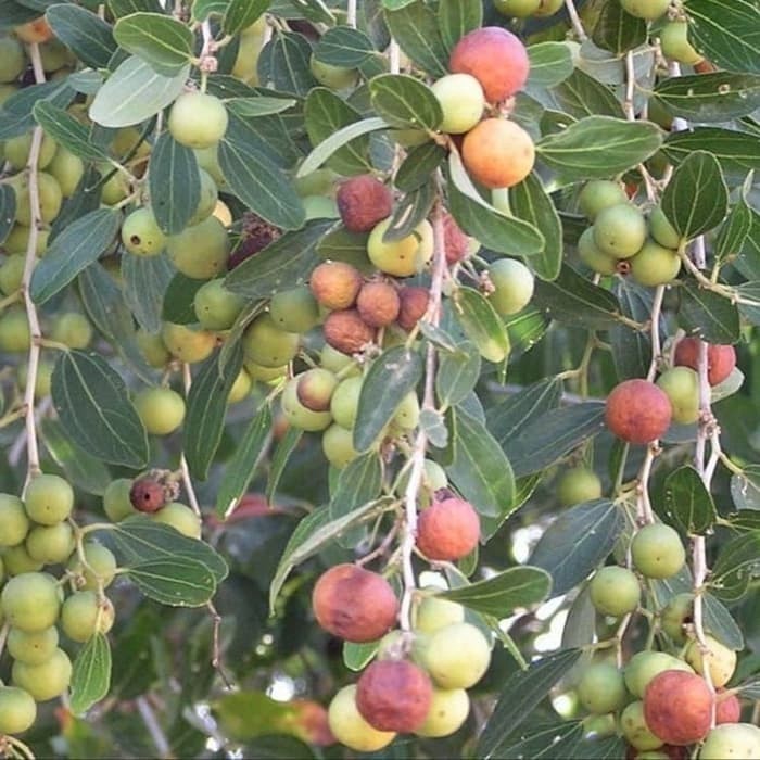 TANAMAN POHON bibit buah bidara laut bibit PM12 CAKEPP