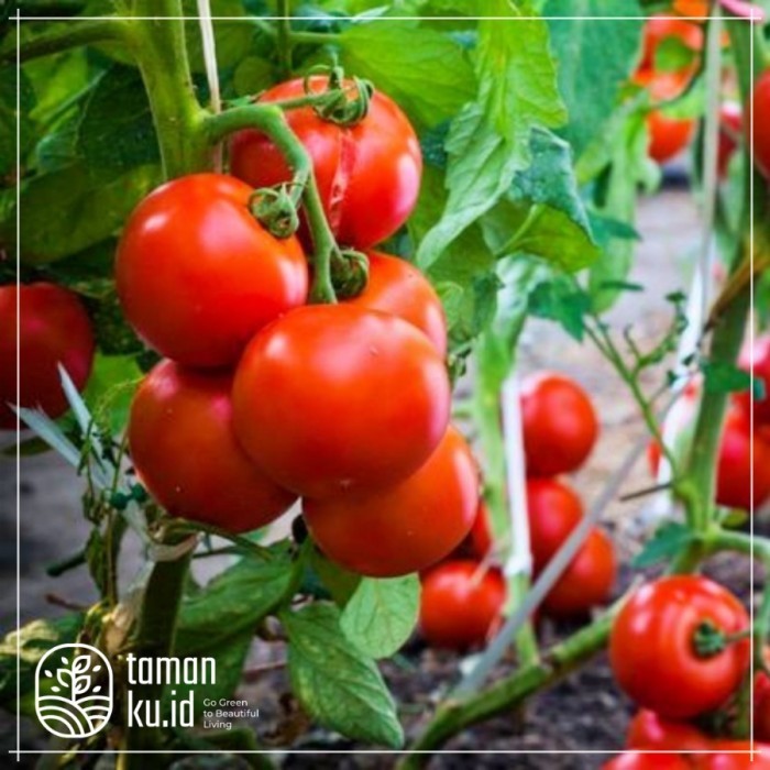 Bibit tomat tanaman buah tomat hidup siap tanam POHON