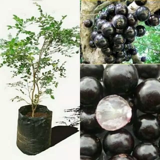 bibit tanaman anggur brazil - pohon anggur brazil sabara POHON