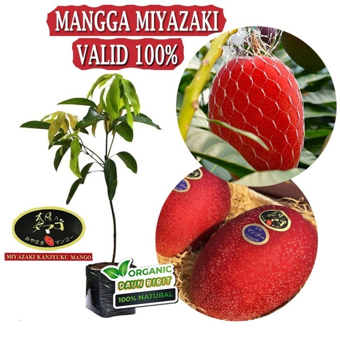 Bibit Tanaman Mangga Miyazaki Golden red Import POHON