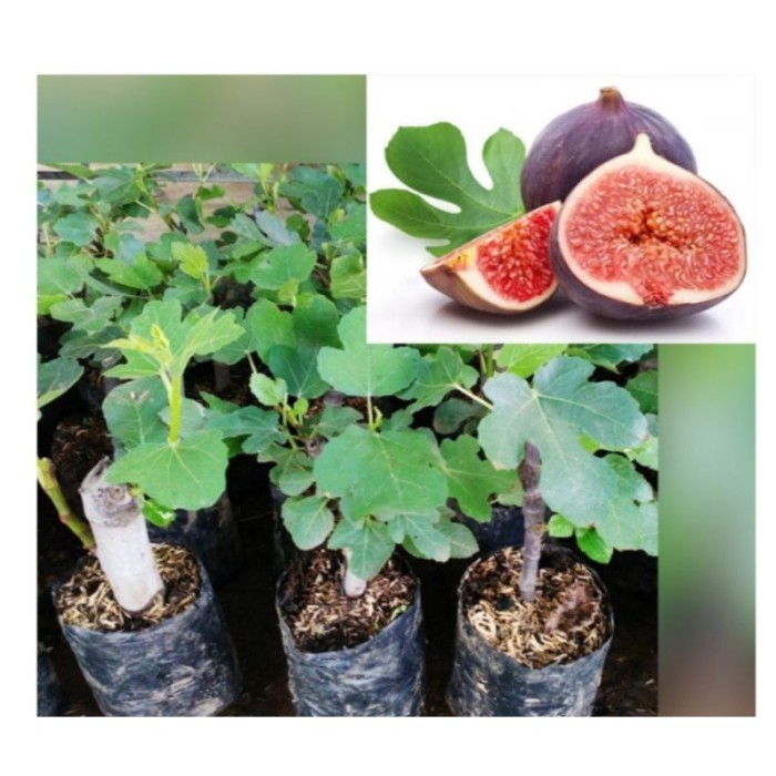 KWALITAS TERBAIK Bibit Tanaman Buah Tin Merah (Red Palestine) POHON