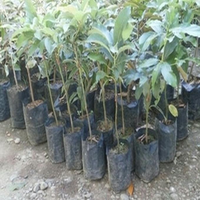 THE BEST apokat bibit tanaman buah alpukat aligator(COD) FULL POHON