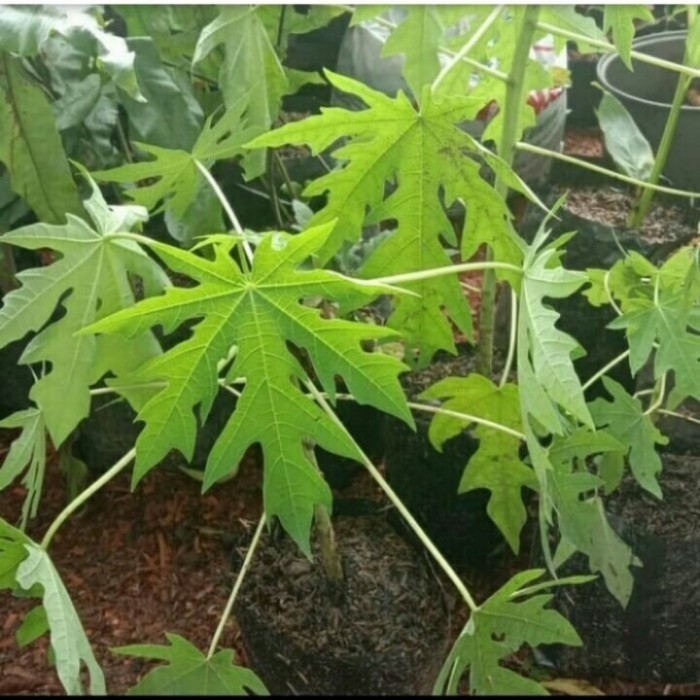 Bibit Tanaman Buah Pepaya California POHON
