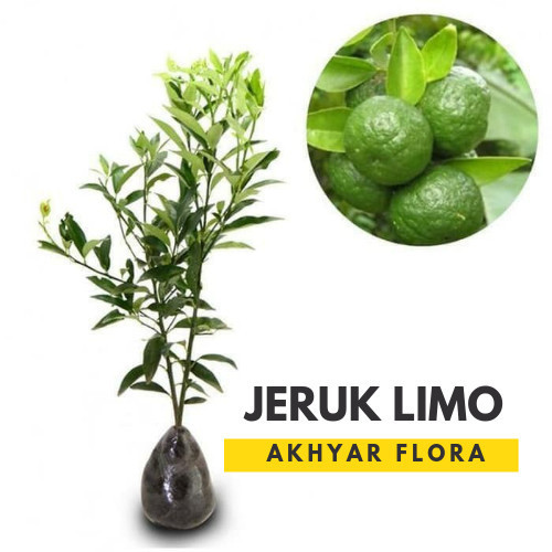 Bibit Jeruk Limo Pohon Jeruk Limo Tanaman Jeruk Sambel POHON