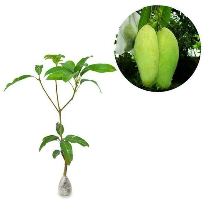 Bibit Mangga Golek Tanaman Pohon Okulasi POHON