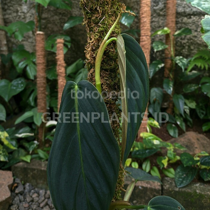 Philodendron Gigas