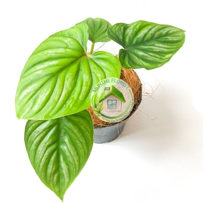 PHILODENDRON PLOWMANII BLACK FACE