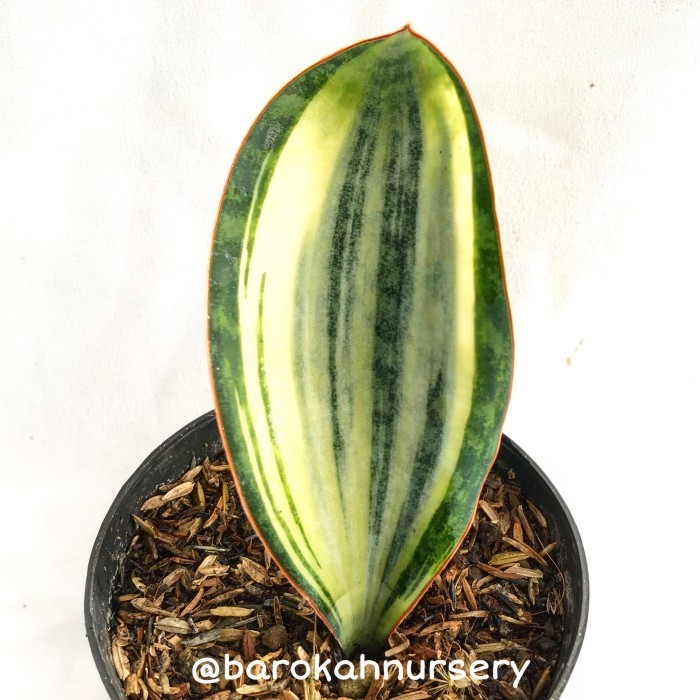 Sansevieria masoniana variegata