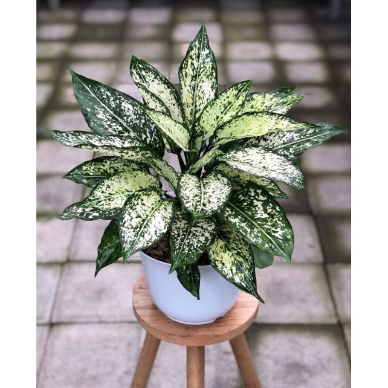 Aglonema Snow white Rimbun murmer