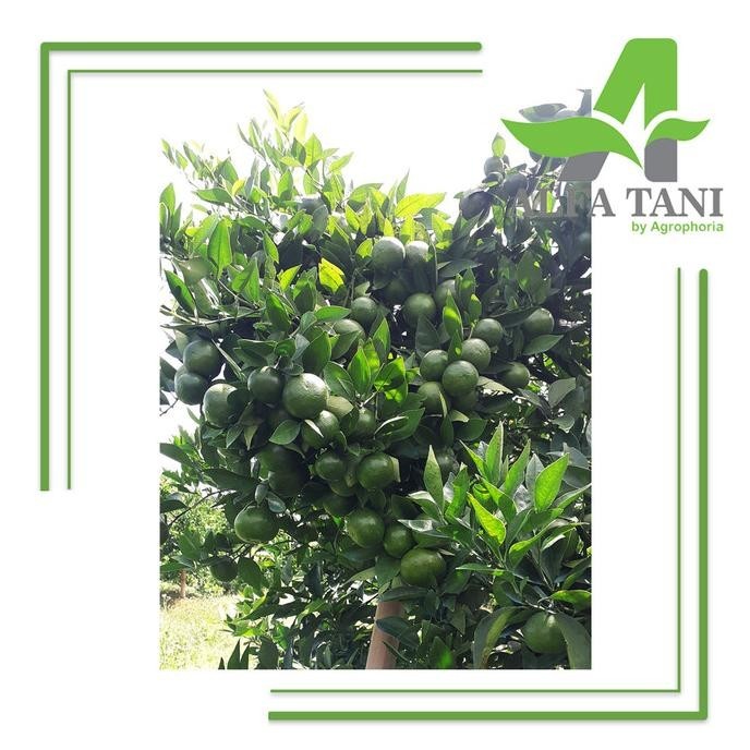 Model baru - Pupuk Yaramila Winner 1 Kg / Pupuk NPK Grower 