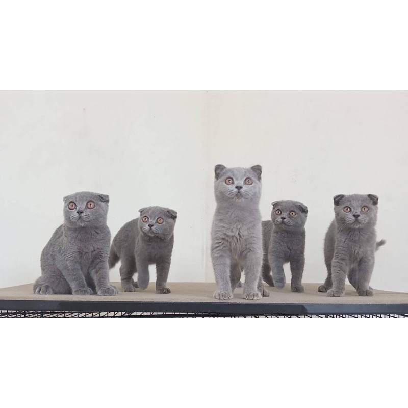 boneka hidup kucing Scottish fold