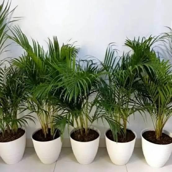 

jual tanaman hias palem kuning+pot Best Seller