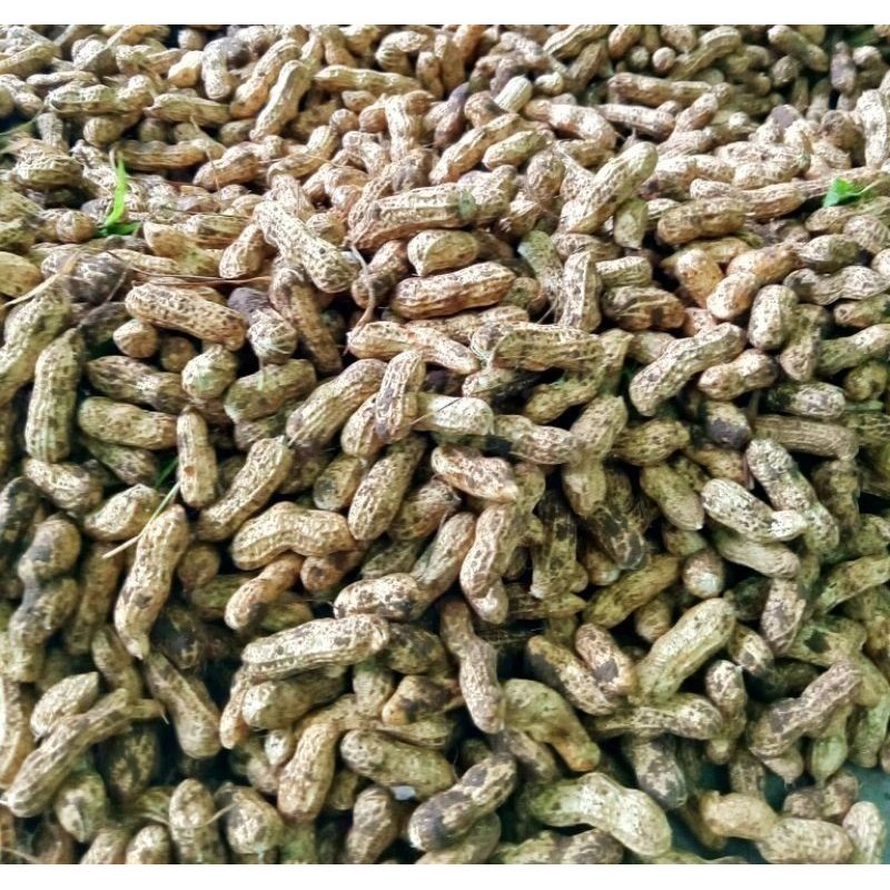 

KACANG TANAH KACANG KULIT 1KG