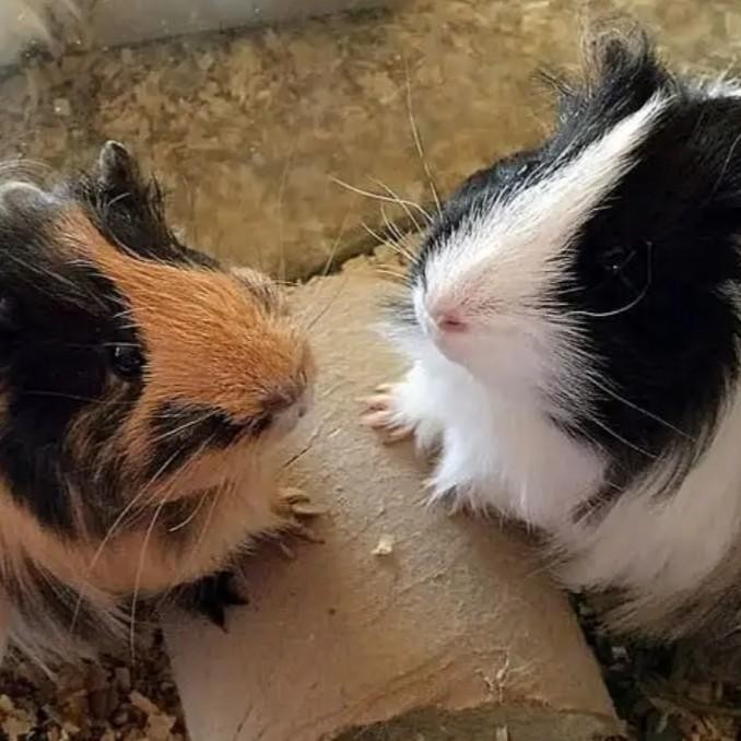 Marmut Hias Guinea Pig