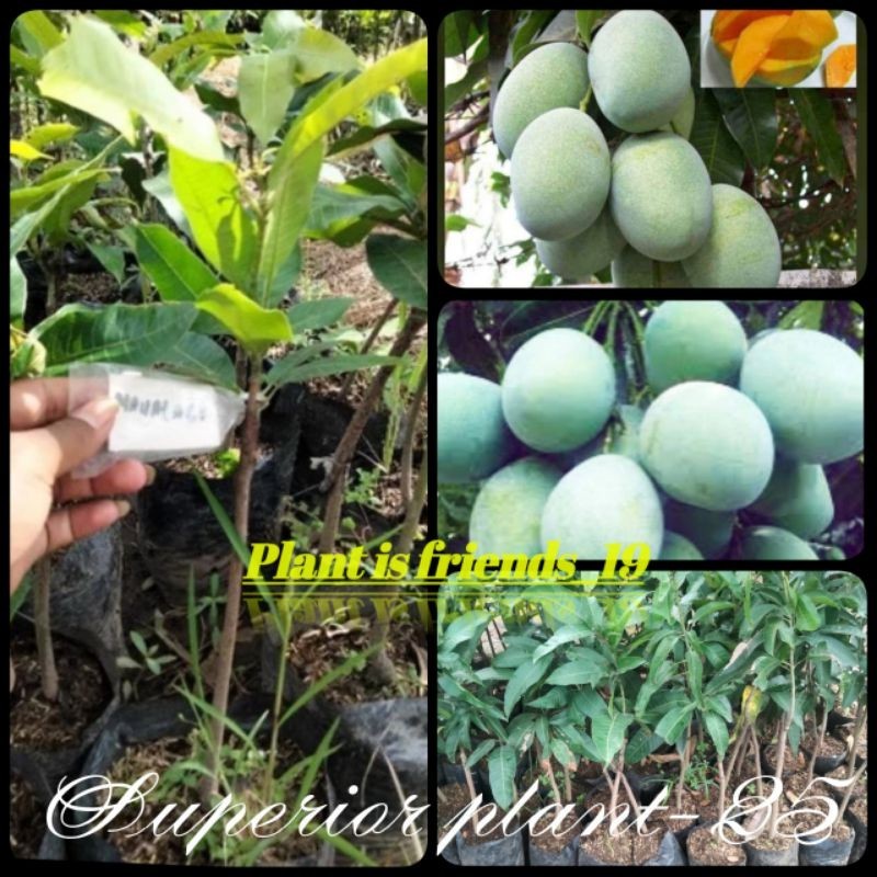 BIBIT MANGGA MANALAGI MADU OKULASI TANAMAN MANGGA MANALAGI