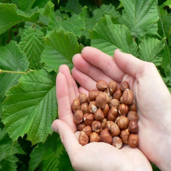 

HAZELNUT RAW 1KG , HAZELNUT MENTAH 1KG