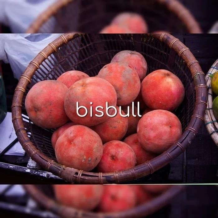 

Bibit Pohon Bisbul - Buah Mentega - Buah Lemak - Tanaman Bisbull Best Seller