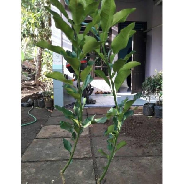 Omahijoofficial Bibit Jeruk Bali // Bibit Jeruk Bali Merah Berbunga // Bibit Jeruk Bali Murah
