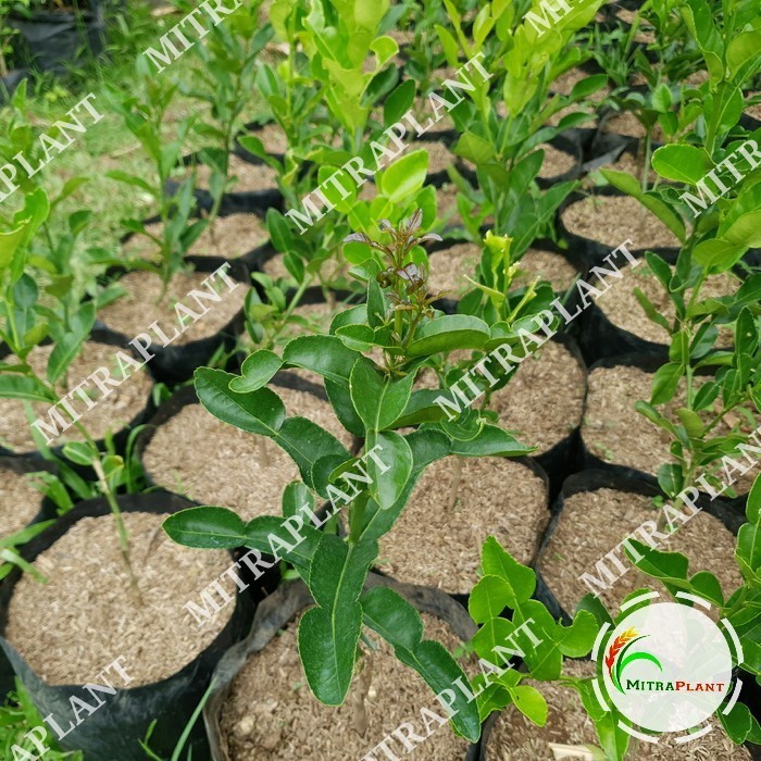 Bibit Pohon Jeruk Purut Tanaman Buah Jeruk Purut Campuran Bumbu Masak ASLI