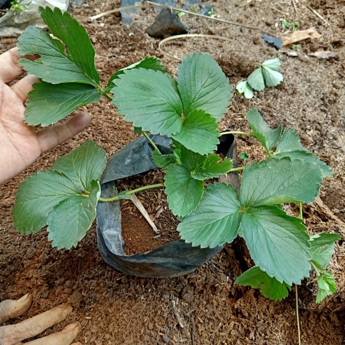 bibit pohon strawberry red giant australia buah strawberry jumbo ASLI