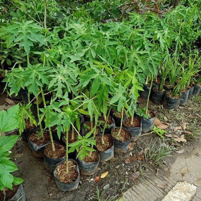 Bibit Pohon Pepaya California 20-30 cm - Tanaman Buah Calina IPB 9 ASLI