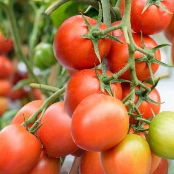 KEREN BIBIT TAN TOMAT BUAH F1 SUDAH BERBUAH POHON HIDUP KEREN ASLI