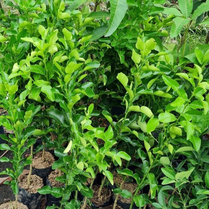 tanaman jeruk purut pohon buah jeruk purut bibit pohon jeruk purut ASLI